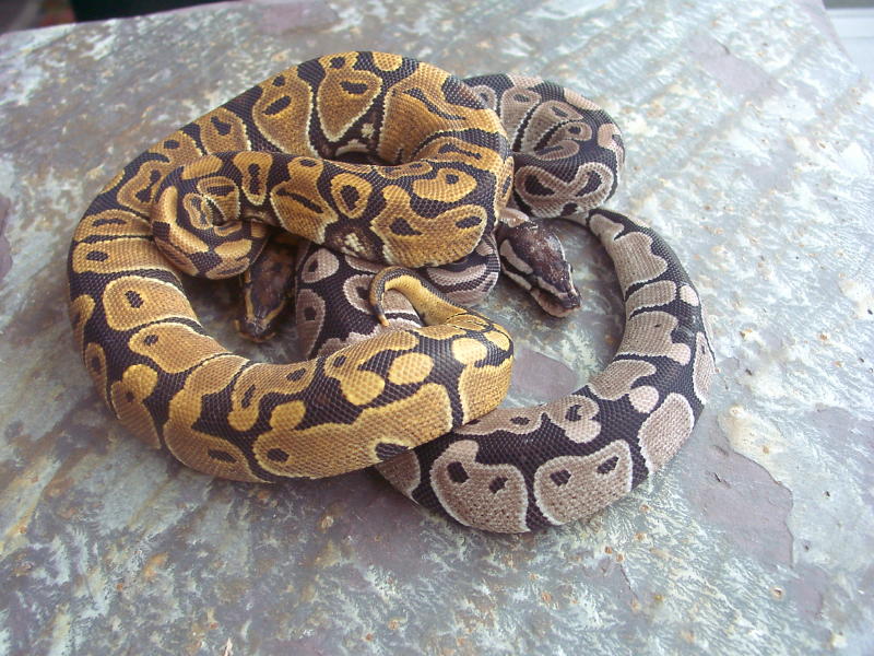 Axanthic1