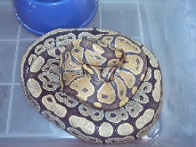 Ghost and Hypo