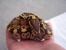 EmberBall1