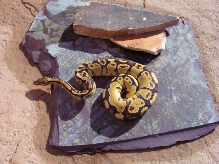 EmberBallYellow