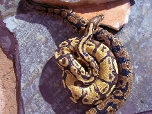 Emberandnormal