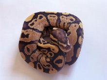 05 Ember het Hypo baby