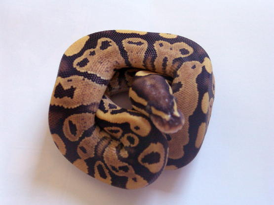 05 Ember het Hypo baby