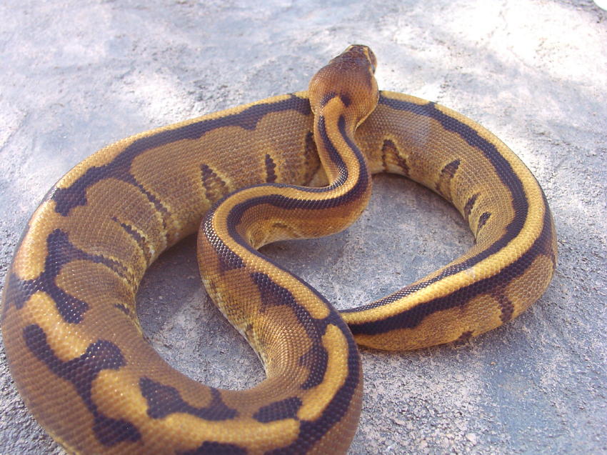 G Stripe male 2