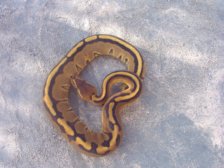 G Stripemale1
