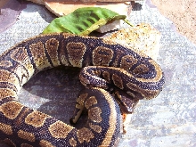 Granite