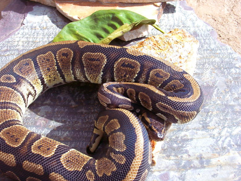 Granite