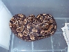 Het Caramel male