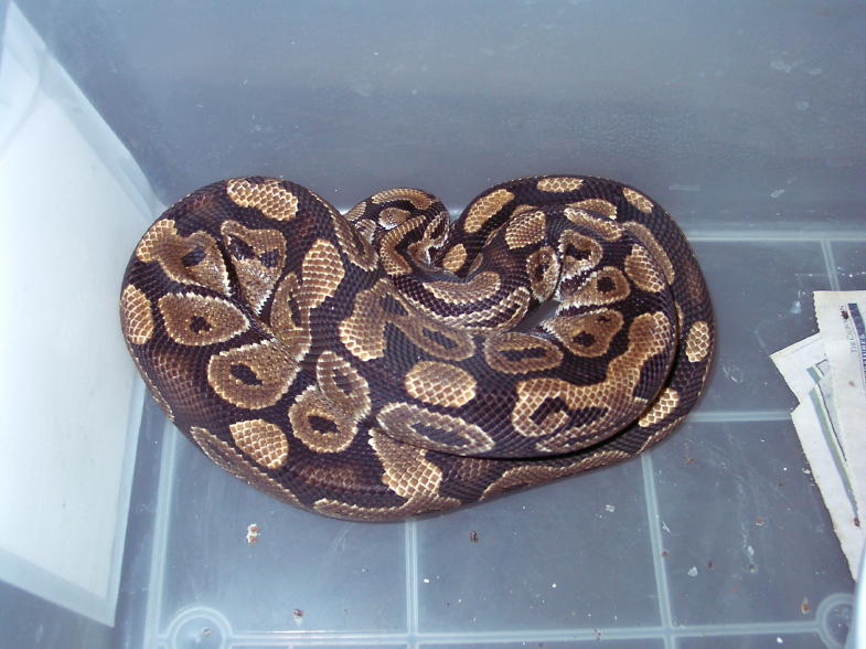 Het Caramel male
