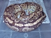 Original Ember female