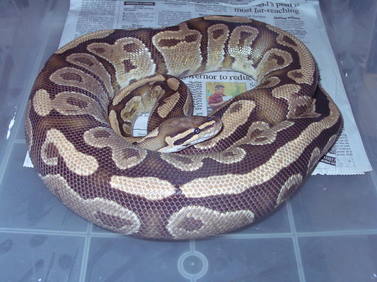 Original Ember female