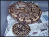 hypo and normal balls
