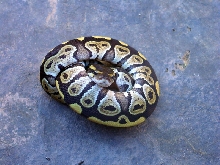 Male06Mojave