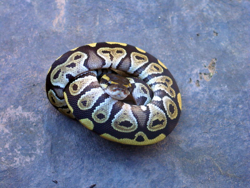 Male06Mojave