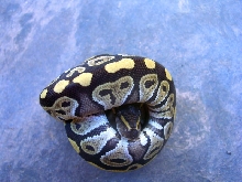 Male06Mojave2