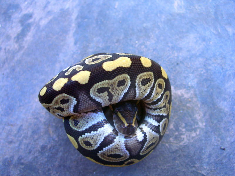 Male06Mojave2
