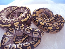 MojonEmb