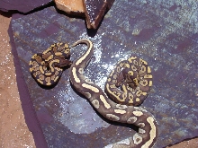 MojavecrossMORPH