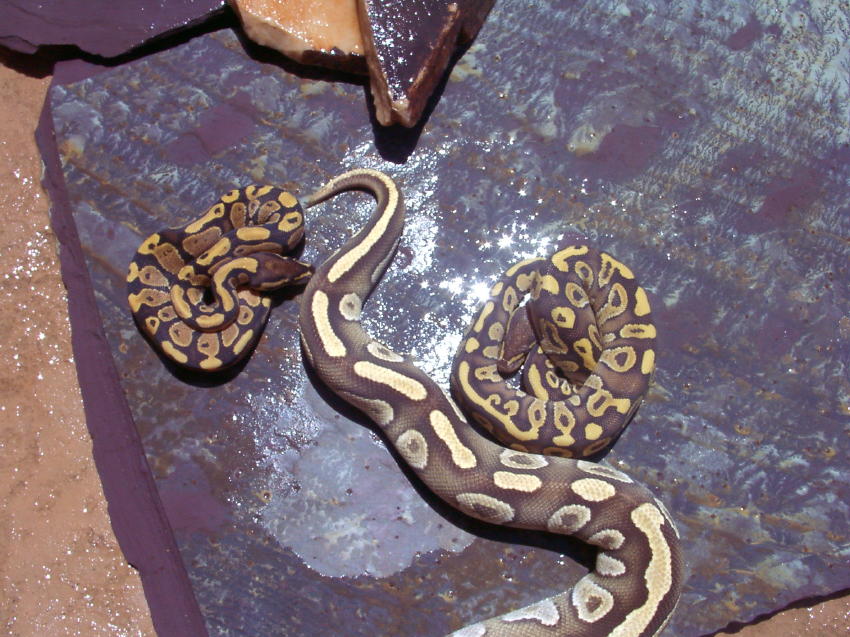 MojavecrossMORPH