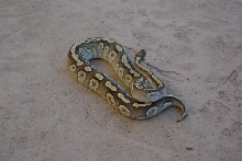 Nice Mojave Sulfur