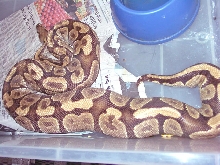 Mojavecrossmom