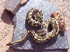 Mojave Cross