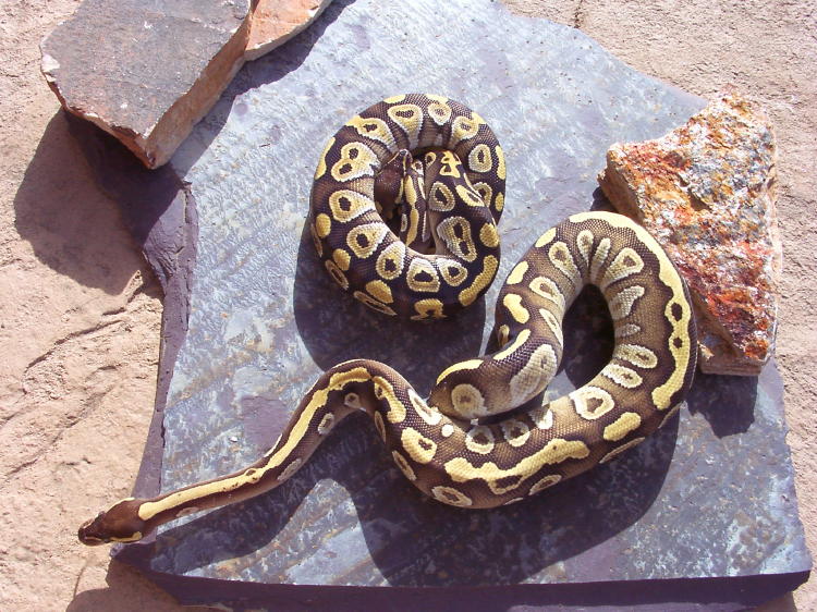 Mojave Cross