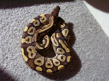 Mojave pic
