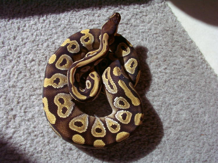 Mojave pic