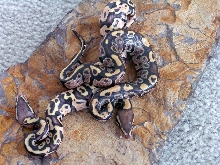 Mojave cross and Pastel