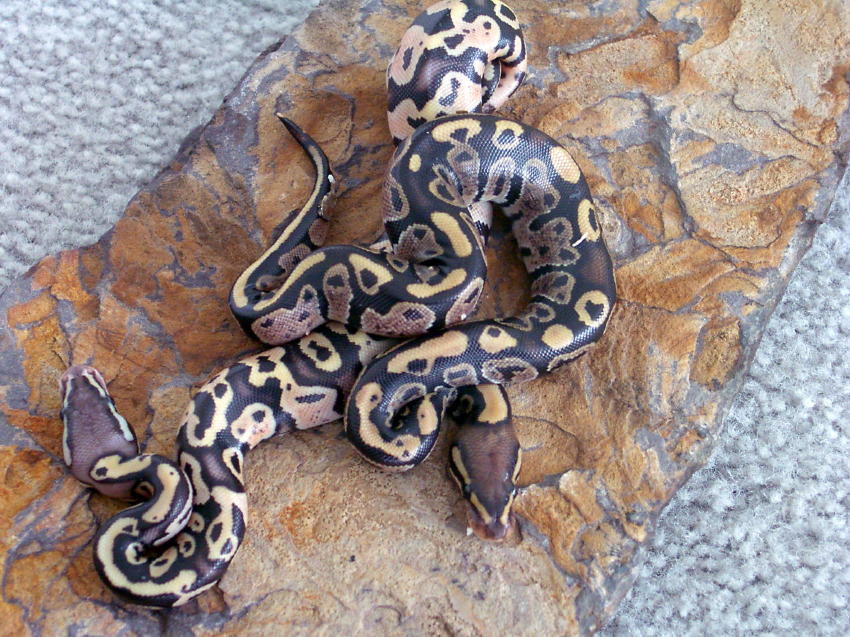 Mojave cross and Pastel