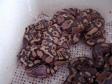 Mojave cross MORPH
