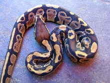 MorphMale