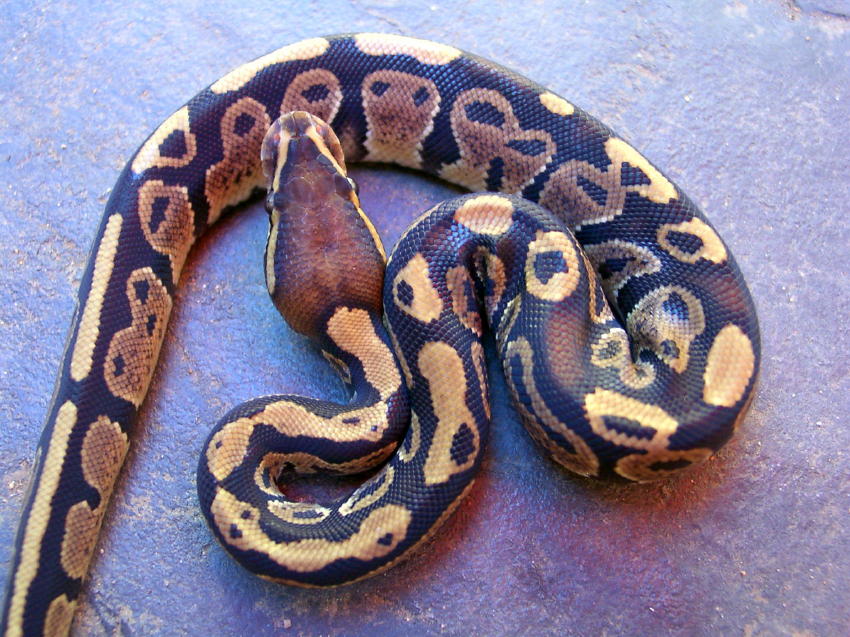MorphMale