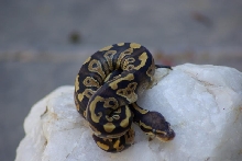 Mystic male 07