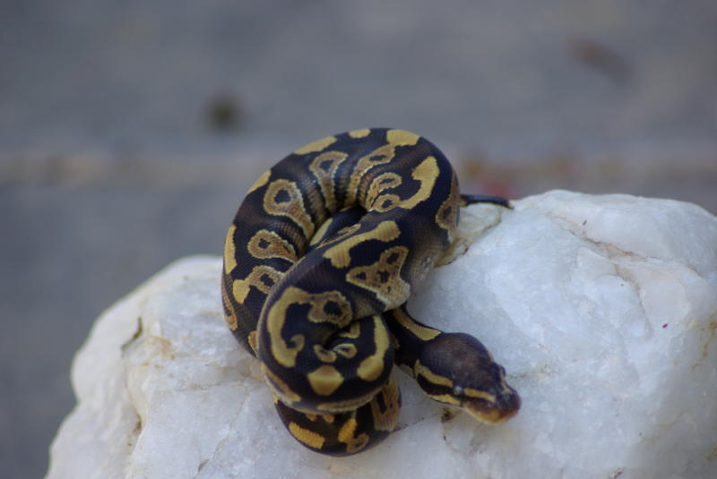 Mystic male 07