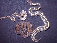 NewGhostnMojave