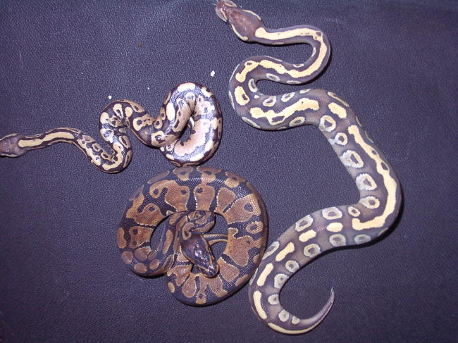 NewGhostnMojave