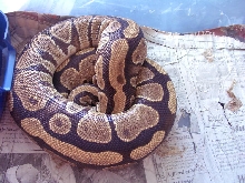 Normalgravid
