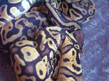 Pastel and Pastel Sulfur