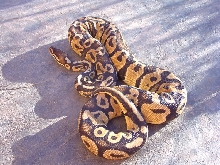 Pastel Bell male