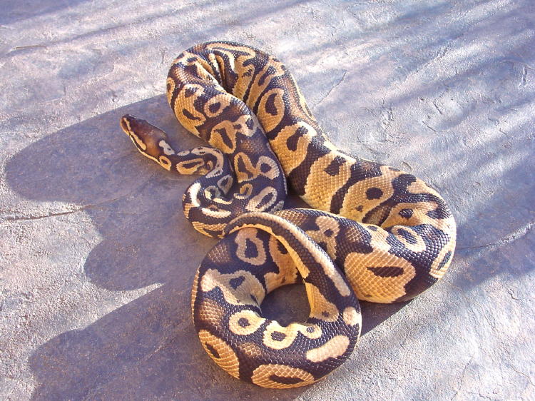 Pastel Bell male