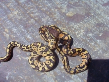 PastelCrossmorph