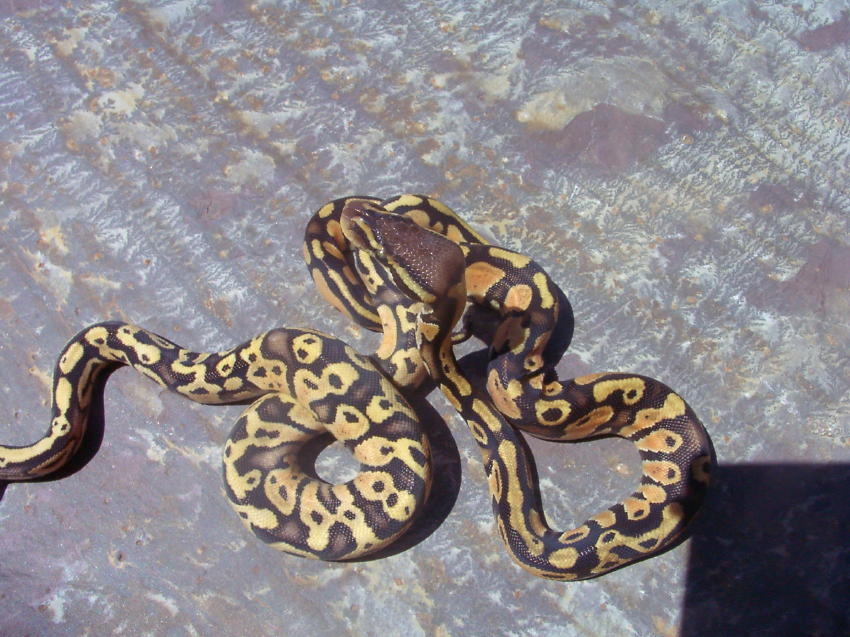 PastelCrossmorph