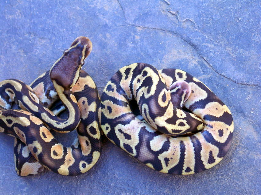 Pastel & Pastel Rolo