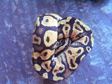 Pastel Sulfur male good pic