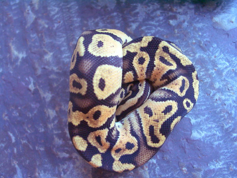 Pastel Sulfur male good pic