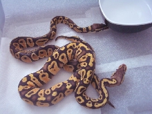 PastelSulfurmale1