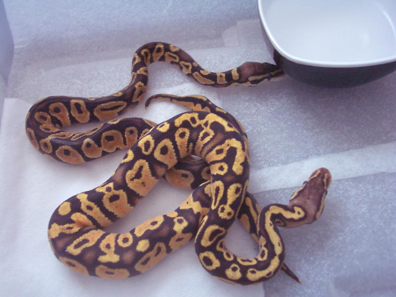 PastelSulfurmale1