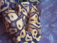 SulfurPastel and Pastel Het Clown